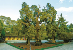 探秘陕西5株千年古树｜Visit 5 millennium-old trees i